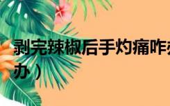 剥完辣椒后手灼痛咋办（切辣椒后手很辣怎么办）