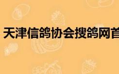 天津信鸽协会搜鸽网首页（天津信鸽搜鸽网）