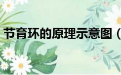 节育环的原理示意图（节育环的原理是什么）