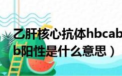 乙肝核心抗体hbcab阳性是什么意思（hbeab阳性是什么意思）