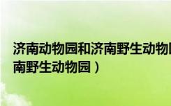 济南动物园和济南野生动物园哪个有熊猫（济南动物园和济南野生动物园）