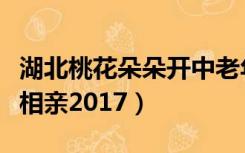 湖北桃花朵朵开中老年相亲视频（桃花朵朵开相亲2017）