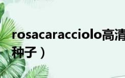 rosacaracciolo高清版本（rosa caracciolo种子）