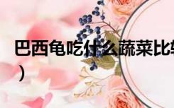 巴西龟吃什么蔬菜比较好（巴西龟吃什么蔬菜）