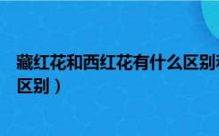 藏红花和西红花有什么区别和功效（藏红花和西红花有什么区别）