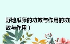 野地瓜藤的功效与作用的功能与主治与用量（野地瓜藤的功效与作用）