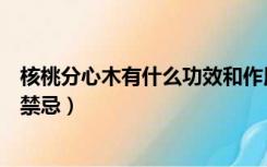 核桃分心木有什么功效和作用（核桃分心木的功效与作用及禁忌）