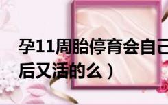 孕11周胎停育会自己流出来吗（孕11周胎停后又活的么）