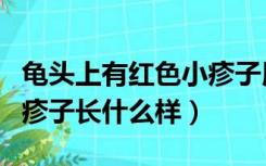 龟头上有红色小疹子用什么药（幼儿急疹出的疹子长什么样）