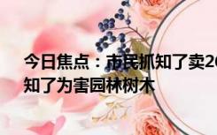 今日焦点：市民抓知了卖260元一斤 10天可赚万元 科普：知了为害园林树木