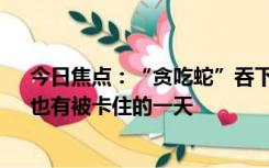 今日焦点：“贪吃蛇”吞下2只鹦鹉被困鸟笼：“水蛇腰”也有被卡住的一天