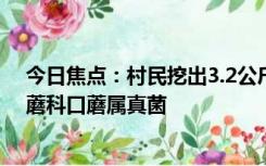 今日焦点：村民挖出3.2公斤巨型野生菌，该巨大口蘑是口蘑科口蘑属真菌