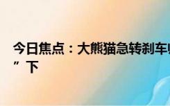 今日焦点：大熊猫急转刹车帅气亮相：还知道站在“聚光灯”下