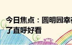 今日焦点：圆明园幸存的古莲开花了，网友看了直呼好看