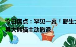 今日焦点：罕见一幕！野生大熊猫为领地与羚牛“对峙” 结果大熊猫主动撤退