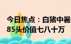 今日焦点：白猪中暑变粉猪119及时解救 有185头价值七八十万