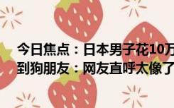 今日焦点：日本男子花10万元把自己变成狗 去公园遛弯交到狗朋友：网友直呼太像了