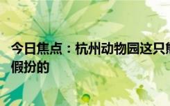 今日焦点：杭州动物园这只熊火了：因为太像人 被质疑是人假扮的