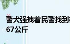 警犬强拽着民警找到密林中毒品，再次发现3.67公斤