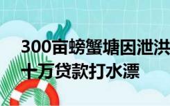 300亩螃蟹塘因泄洪被淹 一夜损失百万，几十万贷款打水漂