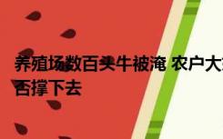 养殖场数百头牛被淹 农户大姐痛哭：一小部分上岸，不知能否撑下去