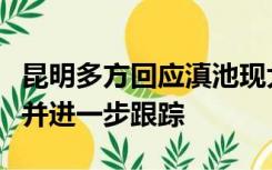 昆明多方回应滇池现大面积鱼群跳跃：会留意并进一步跟踪