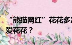 “熊猫网红”花花多次登上热搜，大家为什么爱花花？