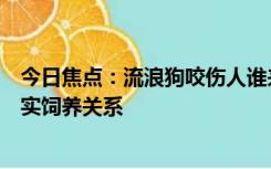 今日焦点：流浪狗咬伤人谁来负责？法院：喂养人已构成事实饲养关系