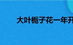 大叶栀子花一年开几次（大叶栀子）