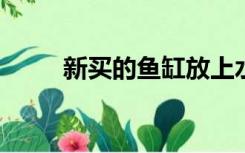 新买的鱼缸放上水几天后可以养鱼