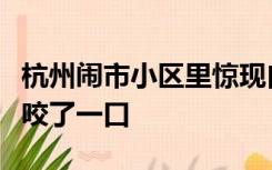 杭州闹市小区里惊现白狐，消防员抓它时还被咬了一口