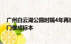 广州白云湖公园时隔4年再现鳄雀鳝，园方：已移交相关部门做成标本