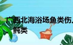 广西北海浴场鱼类伤人，专家：可能是鳗鲡类、鲀类