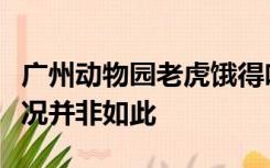 广州动物园老虎饿得吃草？园方回应：实际情况并非如此