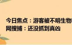 今日焦点：游客被不明生物咬伤 北海组织15渔船1800米大网搜捕：还没抓到真凶