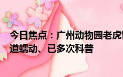 今日焦点：广州动物园老虎饿得吃草？园方回应：可促进肠道蠕动、已多次科普