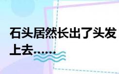 石头居然长出了头发？在野外见到可千万别坐上去……