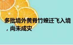 多批境外黄脊竹蝗迁飞入境！云南已有超3000亩林地受损害，尚未成灾