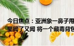 今日焦点：亚洲象一鼻子甩出毒品2.8公斤：大象在草丛堆里闻了又闻 将一个藏毒背包甩了出去