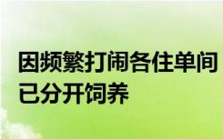 因频繁打闹各住单间，杭州动物园两只大熊猫已分开饲养