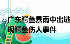 广东鳄鱼暴雨中出逃已抓回36条 目前暂未出现鳄鱼伤人事件