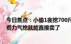 今日焦点：小偷1夜挖700斤芋头被抓 农户笑了：自己不用费力气挖就能直接卖了