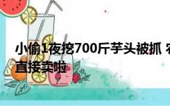 小偷1夜挖700斤芋头被抓 农户笑了：都免费挖好了，可以直接卖啦