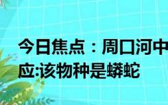 今日焦点：周口河中现巨型“长虫”?当地回应:该物种是蟒蛇