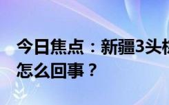 今日焦点：新疆3头棕熊在隧道里夜跑，具体怎么回事？