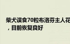 柴犬误食70粒布洛芬主人花5千救回：医生说好在催吐及时，目前恢复良好