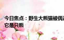 今日焦点：野生大熊猫被偶遇 下一秒拔腿就跑，网友：首先它是只熊