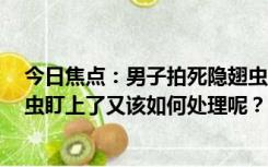 今日焦点：男子拍死隐翅虫多处溃烂5天未愈，如果被隐翅虫盯上了又该如何处理呢？