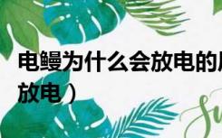 电鳗为什么会放电的原理视频（电鳗为什么会放电）