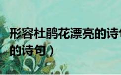 形容杜鹃花漂亮的诗句唯美（形容杜鹃花漂亮的诗句）